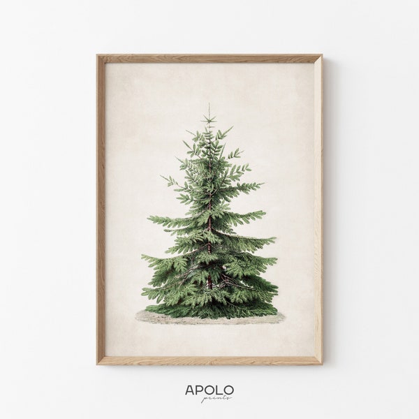 Nordmann Fir Printable Wall Art, Pine Tree Print, Norway Spruce Tree, Vintage Drawing Enhanced