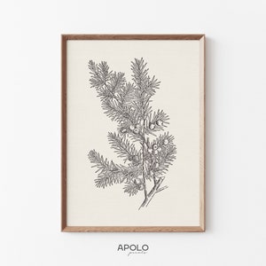 Juniper Branch, Printable Art, Vintage Botanical Sketch Enhanced, Winter Wall Decor, Downloadable Print