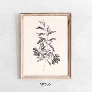 Olive Branch Print no. 2, Printable Wall Art, Vintage Botanical Sketch Enhanced, Branch Sketch, Olive Digital Print
