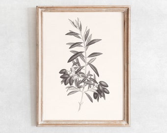 Olive Branch Print no. 2, Printable Wall Art, Vintage Botanical Sketch Enhanced, Branch Sketch, Olive Digital Print