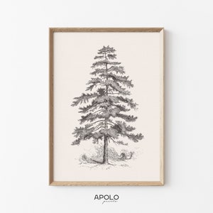 Pine Tree Sketch no. 3, Printable Tree Art, Vintage Tree Drawing Enhanced, Neutral Wall Art, Downloadable Print