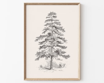 May include: A black and white line drawing of a tall pine tree with branches extending out from the trunk. The tree is set against a light beige background.