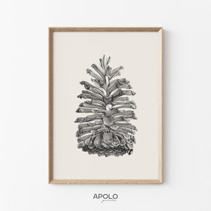 Pode incluir: Uma ilustração em preto e branco de uma pinha. A pinha é desenhada em um estilo detalhado e realista.