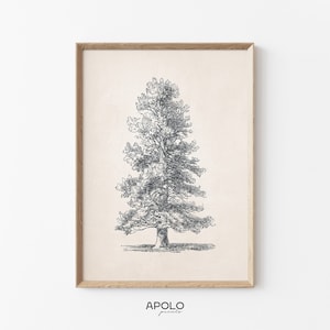 Red Spruce Tree Sketch Print, Printable Tree Art, Vintage Tree Drawing Enhanced, Downloadable Print