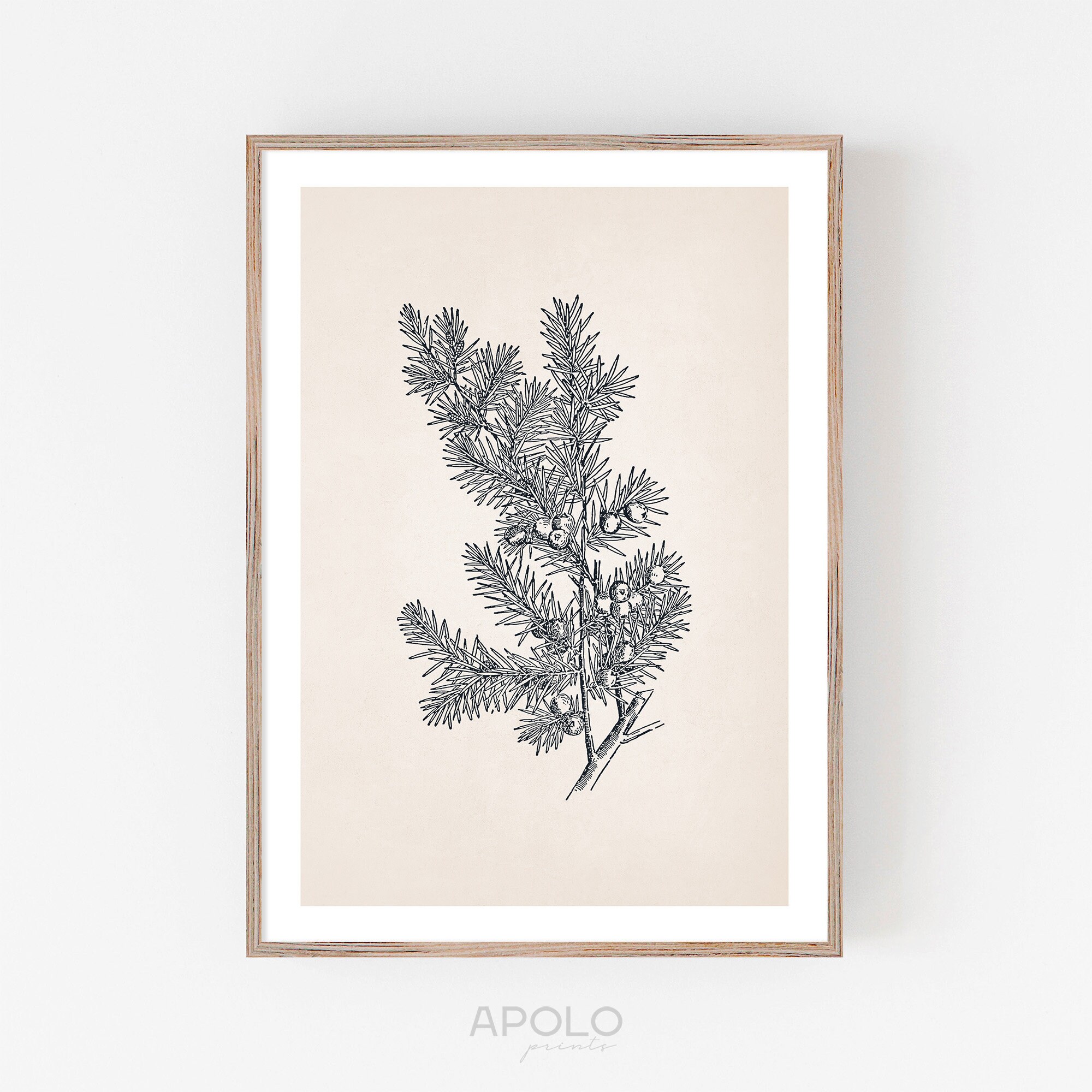 Botanical Print Juniper Printable Art Juniper Branch Print Etsy