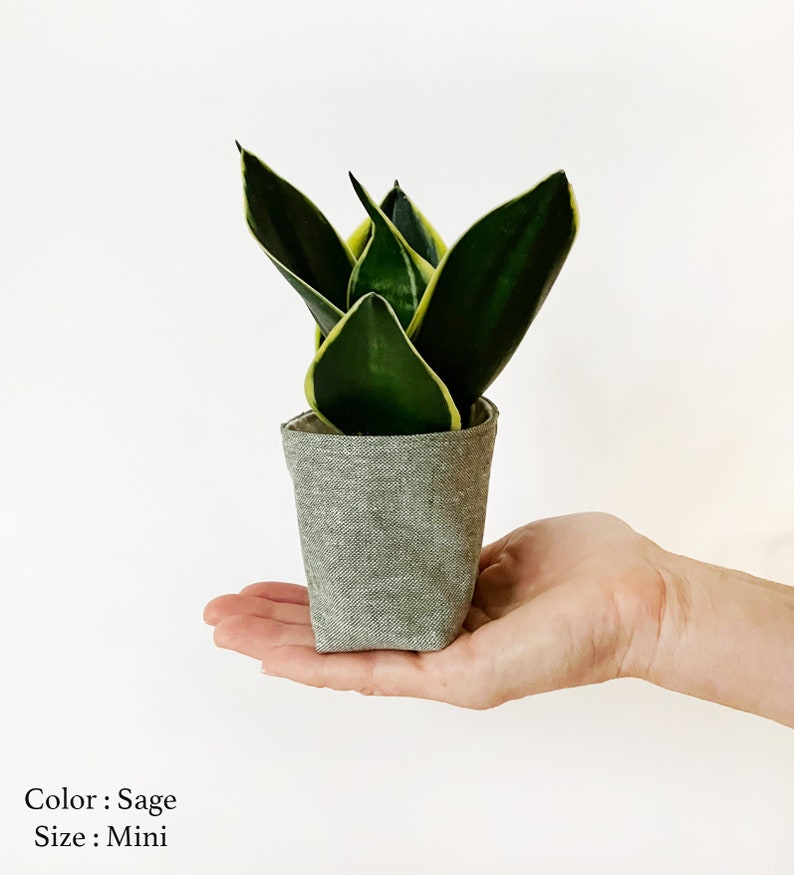 May include: A small potted snake plant with dark green leaves and yellow edges. The plant is in a sage-colored fabric pot. The pot is held in a hand against a white background. The text on the image says "Color: Sage" and "Size: Mini".