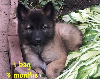Bronson&#39;s Mega Puffs - Monthly Subscription - 1 bag - 3 months - MegaEsophagus dog treats