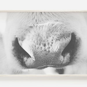 Cow Snout Print, Rustic Cow Print, Black And White, Animal Photography, Cow Wall Art, Modern Print, Farm Animal Print, Minimalist Print