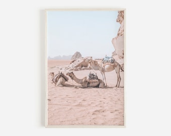 May include: Three camels are walking in a desert landscape. The camels are carrying saddles and blankets. The sand is a light pink color. The sky is a light blue color.