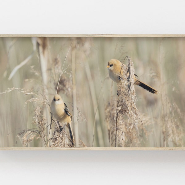 Samsung Frame TV Art | Frühlingsvogel Foto | Bauernhaus Kunst für Rahmen TV | Beige Neutral Dekor | Wildlife Digital Art | Vögel im Schilf Tv Dekor