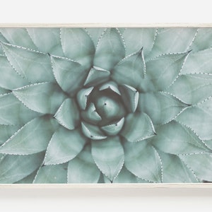 Petrol blau saftig Druck, botanische Druck, Kaktus druckbare Kunst, Fine Art Foto, druckbare Kunst, moderne minimalistische Poster, sofortiger Download