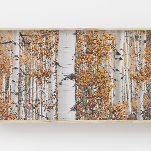 Samsung Frame TV Art | Birch Trees | Orange Leaves | Autumn Art for Frame Tv | Frame Art Tv | Digital Art for Frame Tv | Forest Digital Art