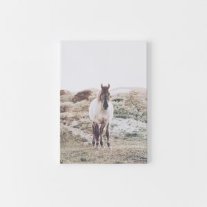 May include: A white horse with brown markings stands in a field of green grass. The horse is looking directly at the camera.