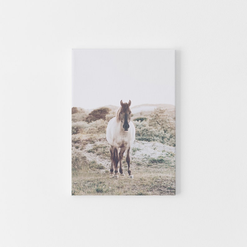 May include: A white horse with brown markings stands in a field of green grass. The horse is looking directly at the camera.