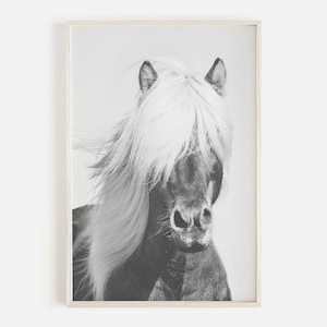Black And White Icelandic Horse Print, Shaggy Horse Photo, Modern Farmhouse Decor, Rustic Horse, Large Horse Poster,Horse Head,Animal Poster