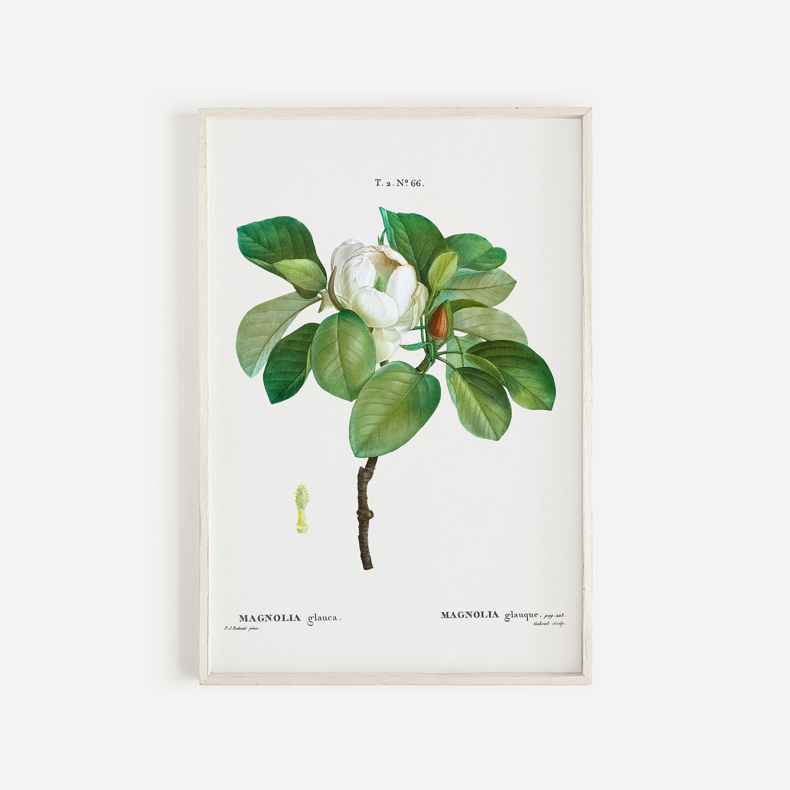 Magnolia Print Set of 2 Vintage Magnolia Printable Living | Etsy