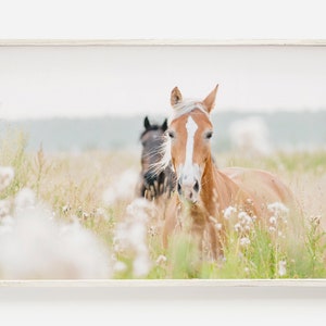 Decoração de cavalo de fazenda, fotografia de cavalo, cavalos correndo no campo, arte para impressão de casa de fazenda, download digital, pôster grande de cavalo