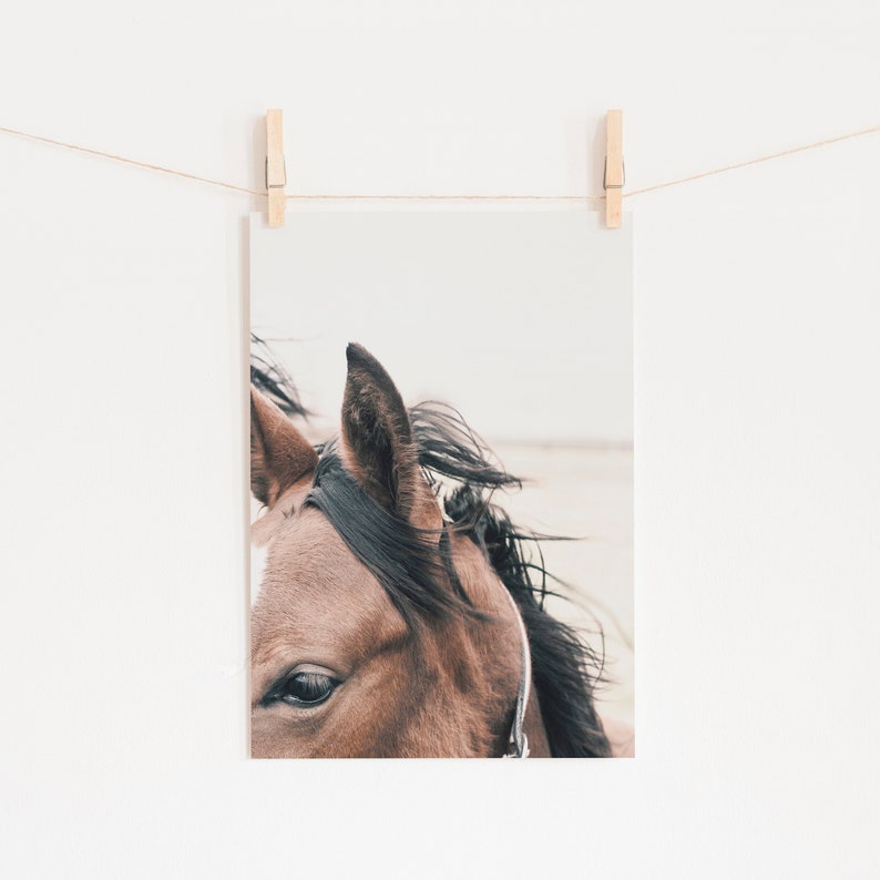 May include: Close-up of a brown horse's head with a black mane and a leather halter. The horse's eye is visible, and its head is turned slightly to the side.