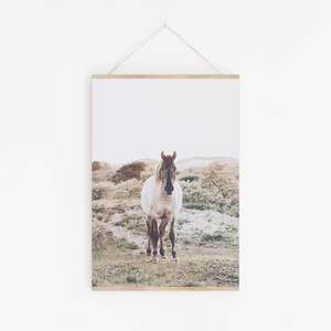 May include: A white horse with a brown mane and tail stands in a field of green grass. The horse is looking directly at the camera.
