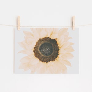 May include: A close-up of a pale yellow sunflower with a dark brown center. The sunflower is in focus, while the background is blurred.
