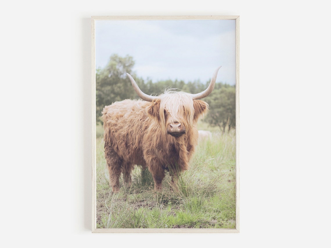 Buffalo Print Highland Cow Print Bull Print Cattle Print Etsy — free download
