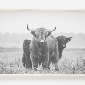 Op de afbeelding: Een zwart-witfoto van twee Schotse Hooglanders die in een grasveld staan. De runderen kijken naar de camera, en degene op de voorgrond heeft zijn hoofd lichtjes naar de zijkant gekanteld. De runderen staan in een grasveld, en de achtergrond is een wazig veld.