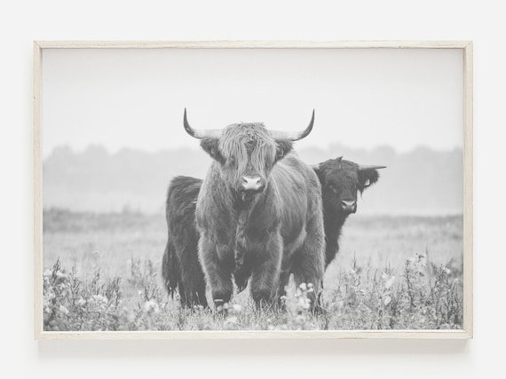 Modern Farmhouse Highland Cow Print, Shaggy Cow Digital Print, Rustic Country Decor, Bison Buffalo Cow Print, Black And White, Farm Animal