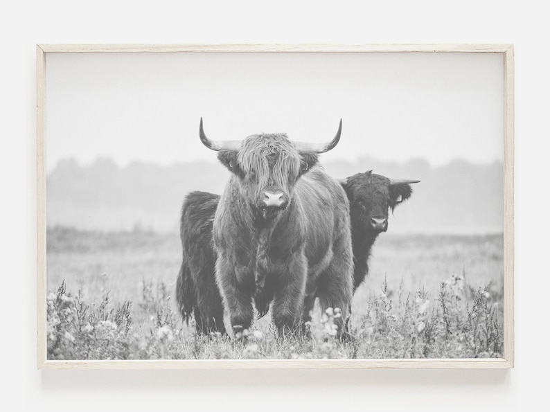 Op de afbeelding: Een zwart-witfoto van twee Schotse Hooglanders die in een grasveld staan. De runderen kijken naar de camera, en degene op de voorgrond heeft zijn hoofd lichtjes naar de zijkant gekanteld. De runderen staan in een grasveld, en de achtergrond is een wazig veld.