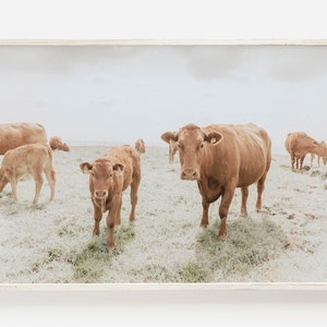 Boho Farmhouse Cow Print, Cattle Print, Bull Print, Digital Download, Large Wall Art Print, Wilderness Photo, Cows In Pasture, Highland Cow