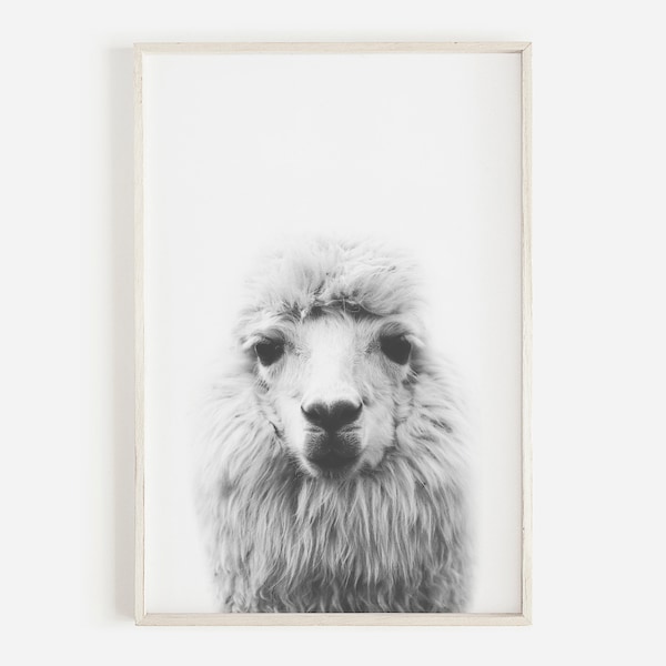 Stampa moderna di Lama, Poster Di Alpaca, Arte Parete di Llama Nera e Bianca, Arredamento Moderno Agriturismo, Grande Poster di Lama, Lama stampabile, Stampa Alpaca