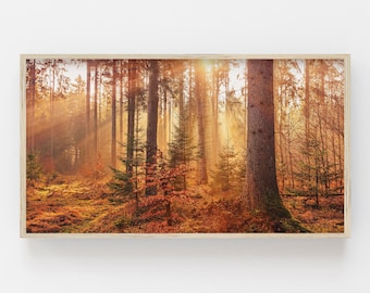 Può includere: Una vista panoramica di una foresta con alberi alti e la luce dorata del sole che filtra tra i rami. Il suolo della foresta è ricoperto di foglie cadute e l'aria è piena di una sensazione di pace e tranquillità.