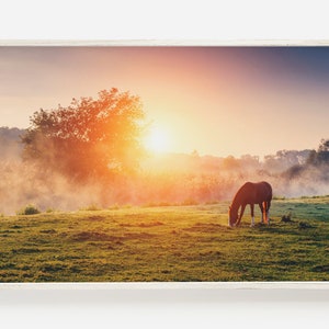 Spring Horse in Field, Foggy Morning Print, Sunrise Horse Photo, Spring Home Decor, Horse in Morning, Sunrise Farm Scenery Horse Photography
