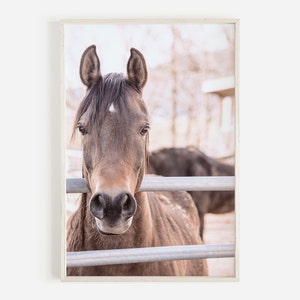 Brown Horse Print Horse Photography Equestrian Wall Art Farmhouse Decor Horse Print Printable Wall Art Large Horse Poster Rustic Horse Art