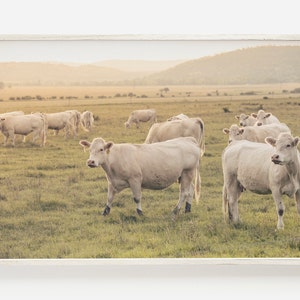 White Cow Print, Digital Download, Farm Animal Print, Highland Cow Wall Art, Farmhouse Wall Art, Highland Cow Poster, Instant Download