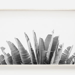 Banana Leaf Print, Black And White Prints, Tropical Print, Palm Print Art, Palm Tree Poster, Horizontal Wall Art, Palm Print, Large Wall Art