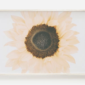 May include: A close-up of a pale yellow sunflower with a dark brown center. The sunflower is in focus, while the background is blurred.