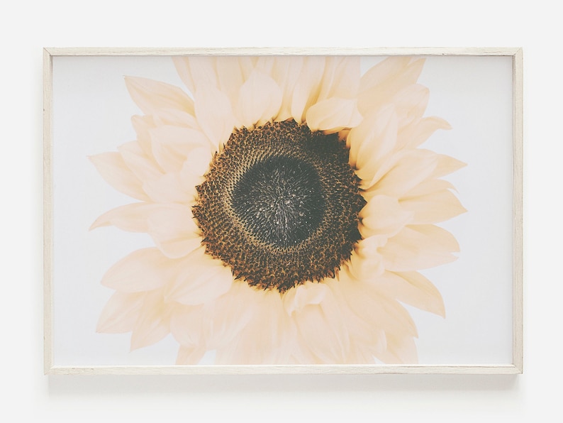 May include: A close-up of a pale yellow sunflower with a dark brown center. The sunflower is in focus, while the background is blurred.