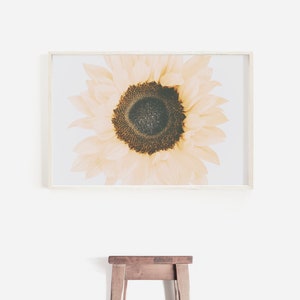 May include: A framed print of a close-up of a pale yellow sunflower with a brown center.