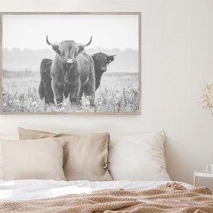 Op de afbeelding: Zwart-witfoto van twee Schotse Hooglanders die in een grasveld staan. De runderen kijken naar de camera en de grotere heeft zijn kop hoog.
