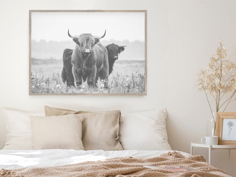 Op de afbeelding: Zwart-witfoto van twee Schotse Hooglanders die in een grasveld staan. De runderen kijken naar de camera en de grotere heeft zijn kop hoog.