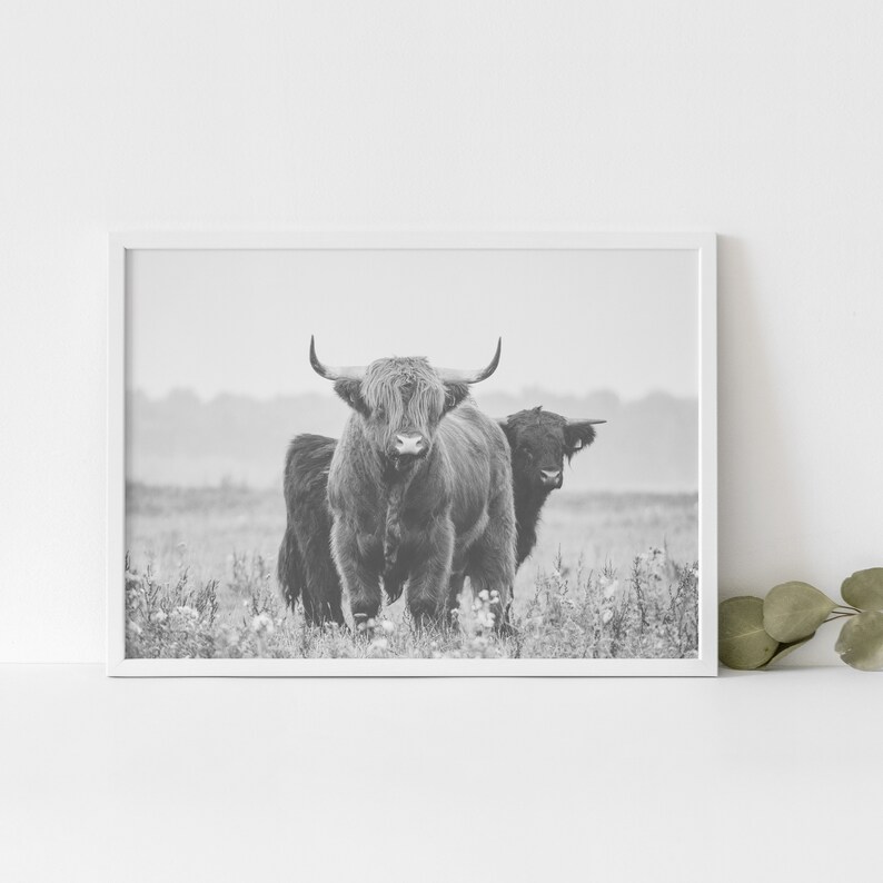 Op de afbeelding: Zwart-witfoto van twee Schotse Hooglanders die in een grasveld staan. De runderen kijken naar de camera, en de grotere heeft zijn hoofd lichtjes naar de zijkant gekanteld. Het kleinere kalf staat achter de grotere koe.