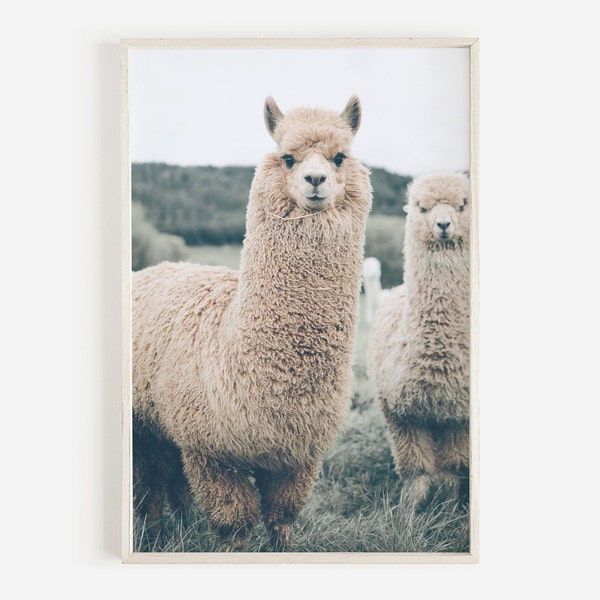 Llama Wall Art, Alpaca Print, Farmhouse Wall Art, Alpaca Printable, Llama Print, Alpaca Photo,Llama Digital,Downloadable Print,Printable Art