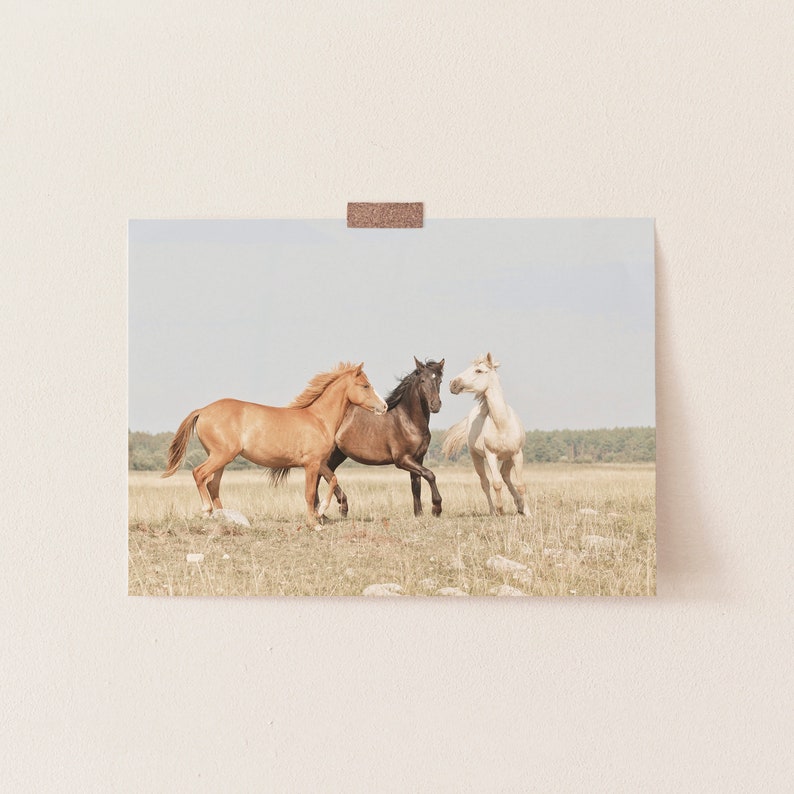 Puede incluir: Tres caballos corriendo en un campo. Un caballo marr&oacute;n, un caballo negro y un caballo blanco corren en un campo de hierba.