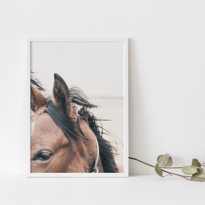 May include: Close-up of a brown horse's head with a black mane and a leather halter. The horse's eye is visible, and the background is blurred.