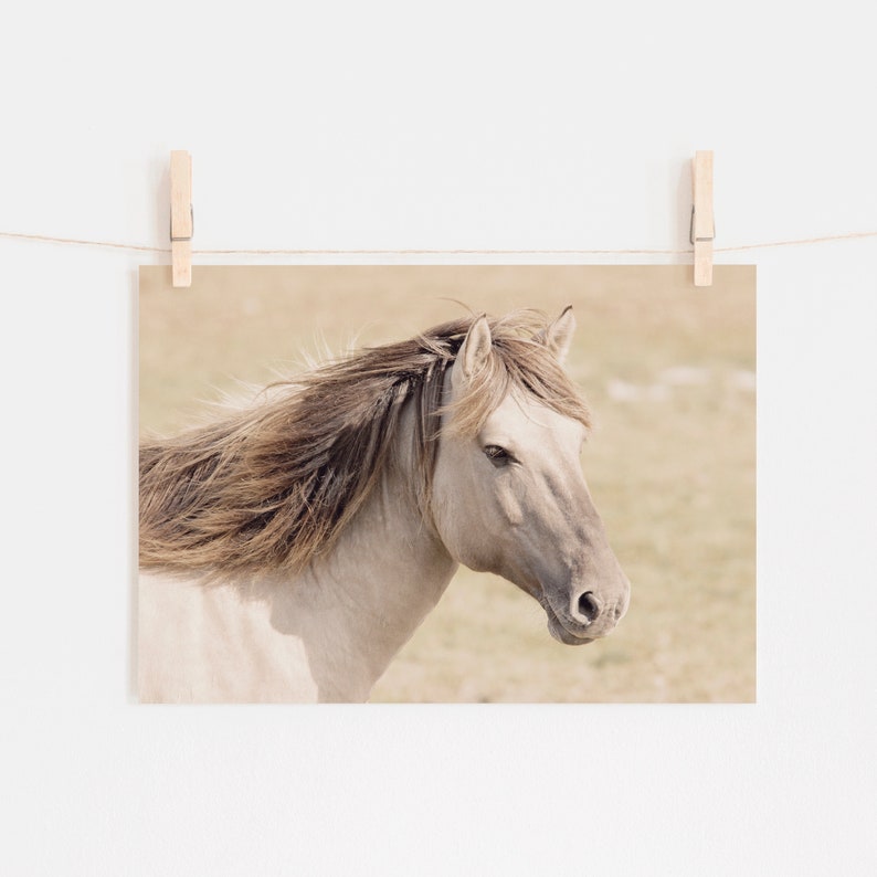 Peut inclure: Un gros plan d'un cheval gris clair avec une crini&egrave;re longue et flottante. Le cheval est debout dans un champ d'herbe haute.