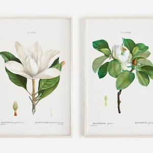 Magnolia Print Set of 2, Vintage Magnolia Printable, Living Room Decor, Farmhouse Wall Art, White Magnolia Wall Art, Digital Download