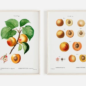 Apricot Botanical Print Set, Farmhouse Fruit, Apricot Branch Kitchen Decor, Fruit Wall Art, 2 Piece Botanical Wall Art, Living Room Decor