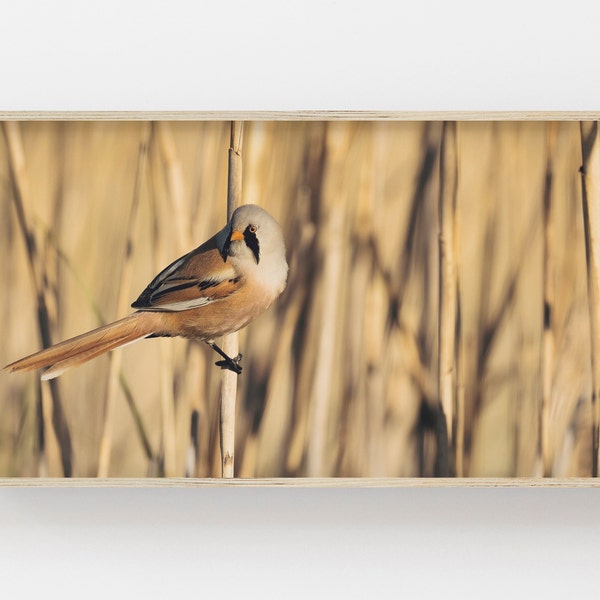 Samsung Frame TV Art, Finch Bird Digital Art, Farmhouse Frame TV, Bird Art for Frame TV, Finch in Reeds Photo, Farmhouse Bird Tv Decor