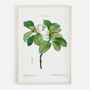 Magnolia Printable, Farmhouse Decor, Vintage Botanical Print, Magnolia Wall Art, Flower Art Print, Living Room Decor, Bedroom Decor Print