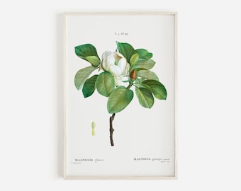 Magnolia Printable, Farmhouse Decor, Vintage Botanical Print, Magnolia Wall Art, Flower Art Print, Living Room Decor, Bedroom Decor Print